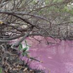 Martinique, Randonnée, Mangrove , visite