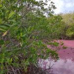 Mangrove rose, Martinique, découverte, tourisme, madinrando